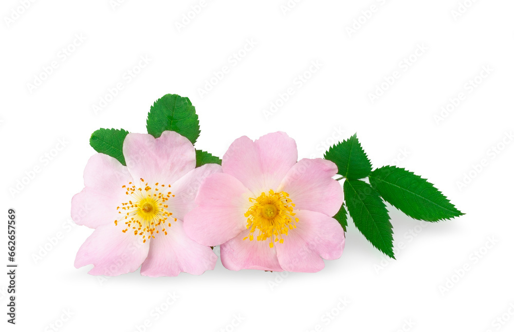 Rosehip flowers isolated on a white background