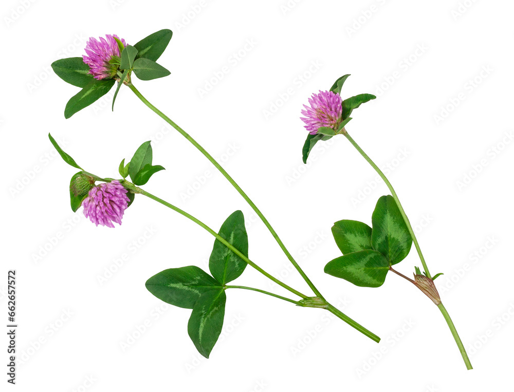 Fototapeta premium Clover flowers isolated on a white background