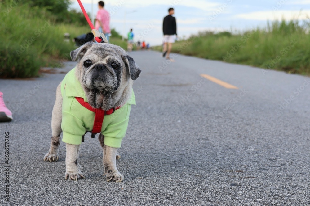 Cute pug dog walks on the road. Dog walks for exercise.