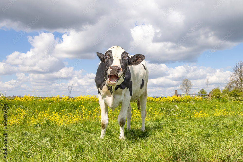 Screaming cow making silly face, showing gums and tongue, in a green pasture and overcast sky Screaming cow making silly face, showing gums and tongue, in a green pasture and overcast sky