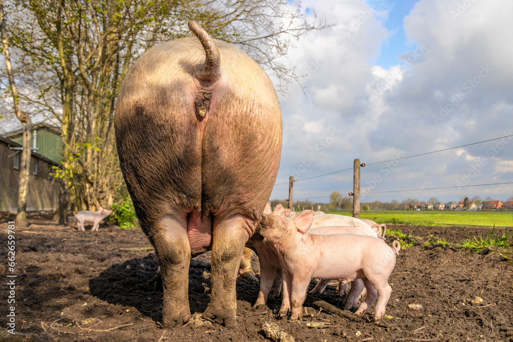 Rear end pig, big ass and happy piglet drinking from mother pig's teat ...