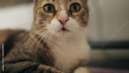 Wallpaper Mural Portrait of a beautiful green-eyed domestic cat close-up. Torontodigital.ca