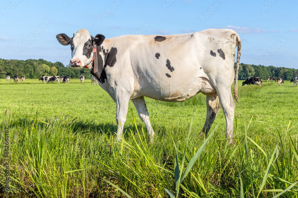Dairy cow in field, milk cattle black and white, standing Holstein livestock, udder large and full and mammary veins, and a blue sky