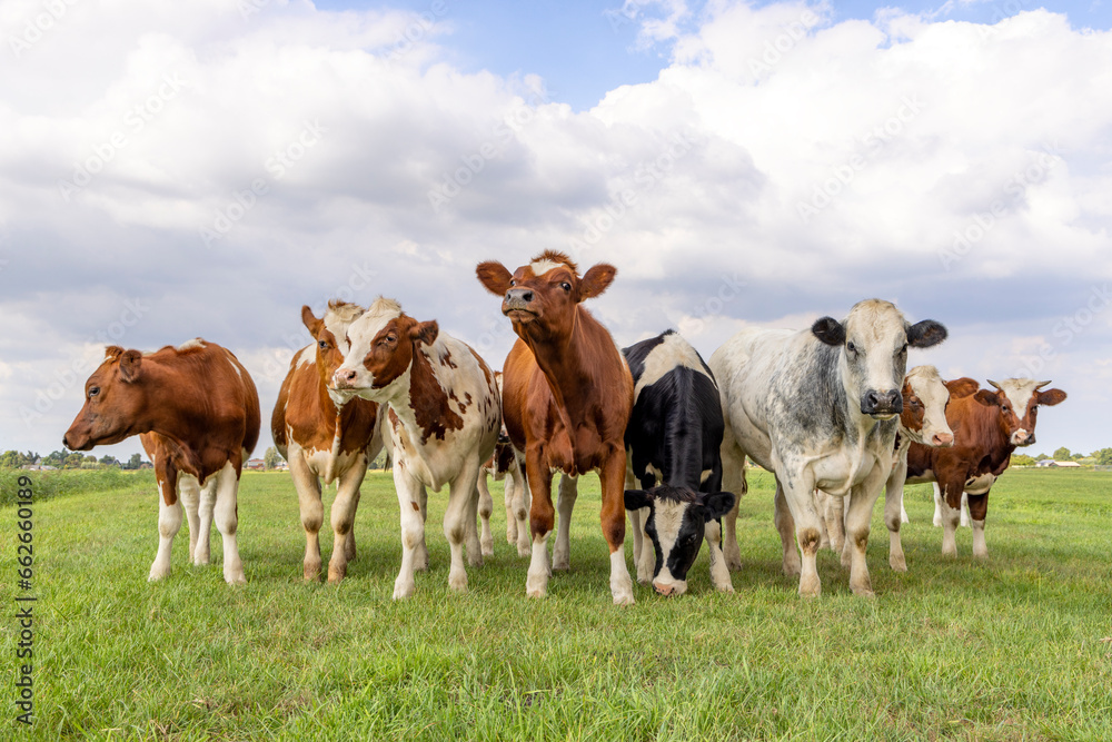 Row of cows, herd group together in a field, happy and joyful and a blue sky, a panoramic wide view