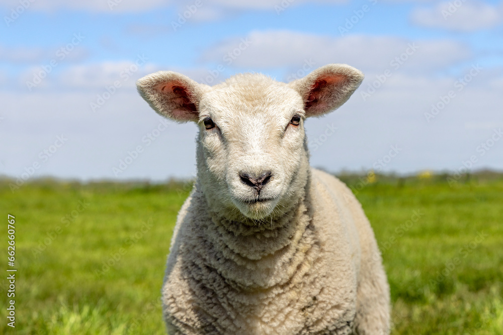 Happy lamb, small sheep face looking frank and cute, headshot in front view, green grass and blue sky Happy lamb, small sheep face looking frank and cute, headshot in front view, green grass and blue sky
