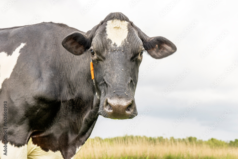 Cow black and white, front looking portrait of a mature and calm bovine, pink nose, medium shot