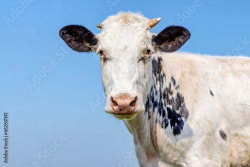 White cute cow black spotted, speckled fur, pink nose, looking timid soft and friendly © Clara