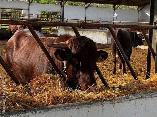 Vaca comiendo en una granja