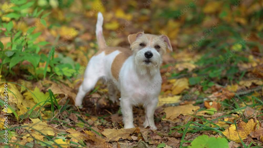 Dog in the autumn forest. Jack Russell Terrier stands on yellow leaves in the park Dog in the autumn forest. Jack Russell Terrier stands on yellow leaves in the park