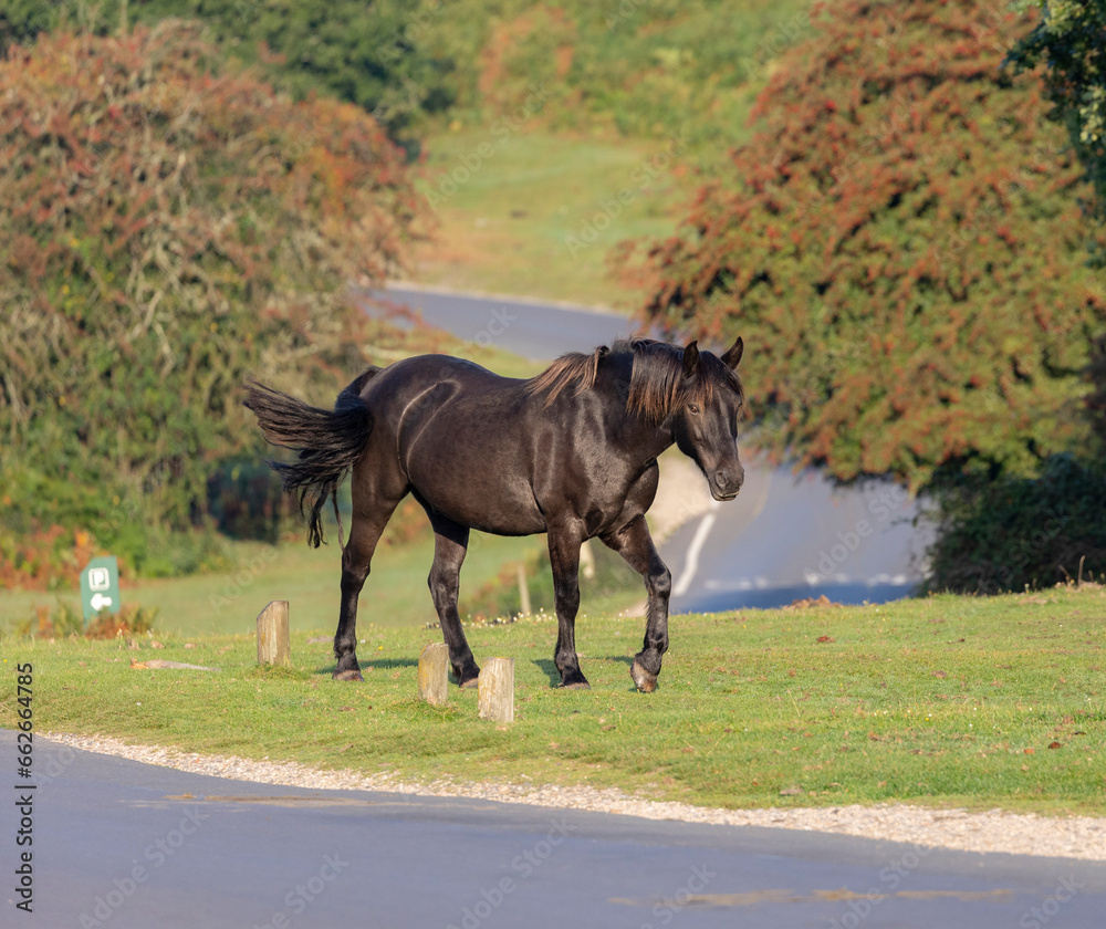 animal, animals, autumn, background, beautiful, beauty, beauty in nature, black mane, blurred background, brown, brown horse, brown horse trotting, chestnut, cob, colt, country road, domestic animal, animal, animals, autumn, background, beautiful, beauty, beauty in nature, black mane, blurred background, brown, brown horse, brown horse trotting, chestnut, cob, colt, country road, domestic animal,