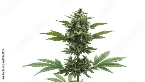 Vector Blue Dream Cannabis Marijuana Plant © Mat