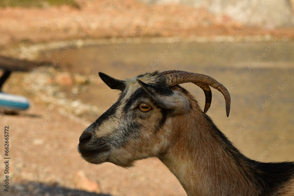 wild goat portrait kalymnos greece europe summer