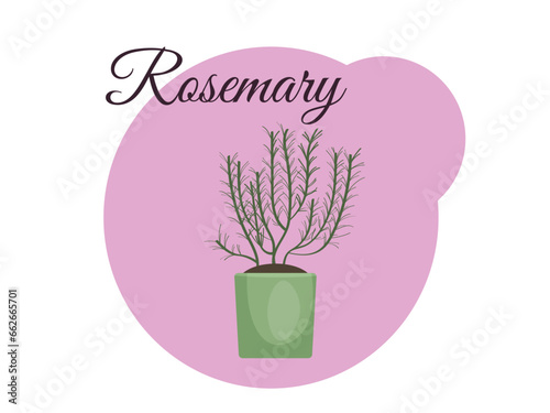 Rosemary plant in a pot on a pink background with the inscription rosemary. Home gardening. Vector illustration
