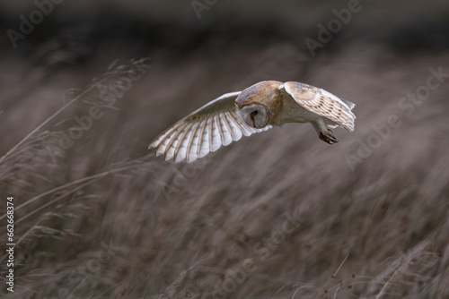 Barn Owl Hunting