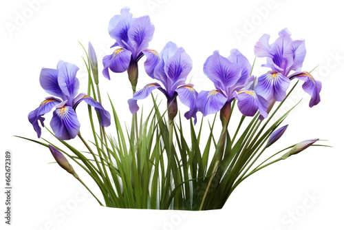 Iris Flowers 3D isolated on transparent background  Generative Ai