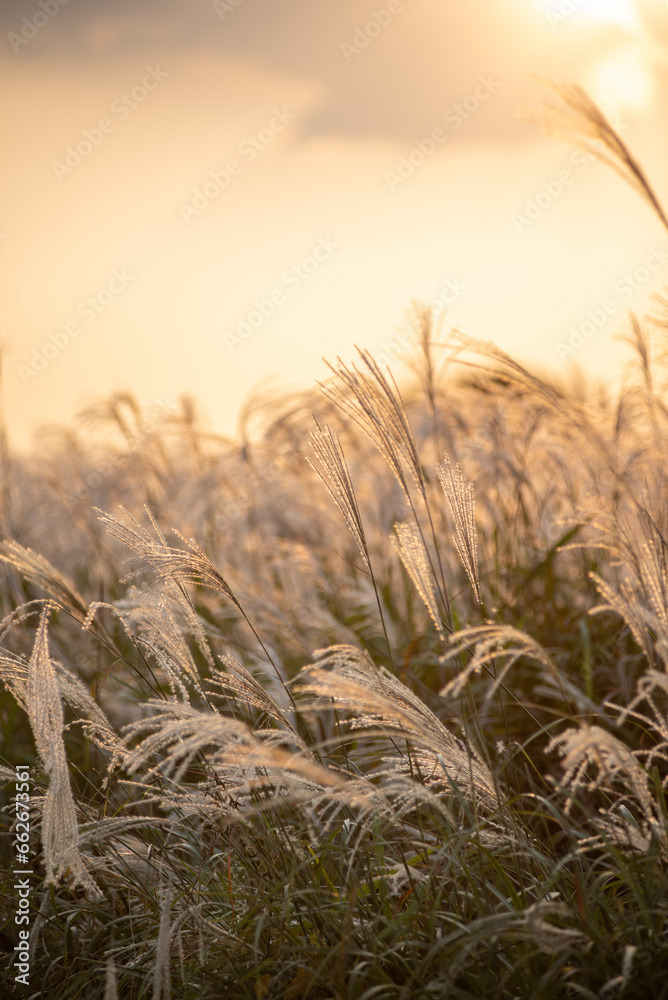 The silver grass with the sunset