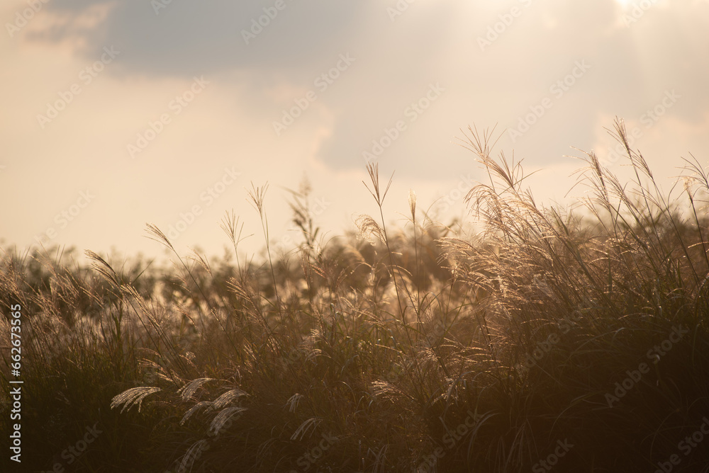 The silver grass with the sunset The silver grass with the sunset