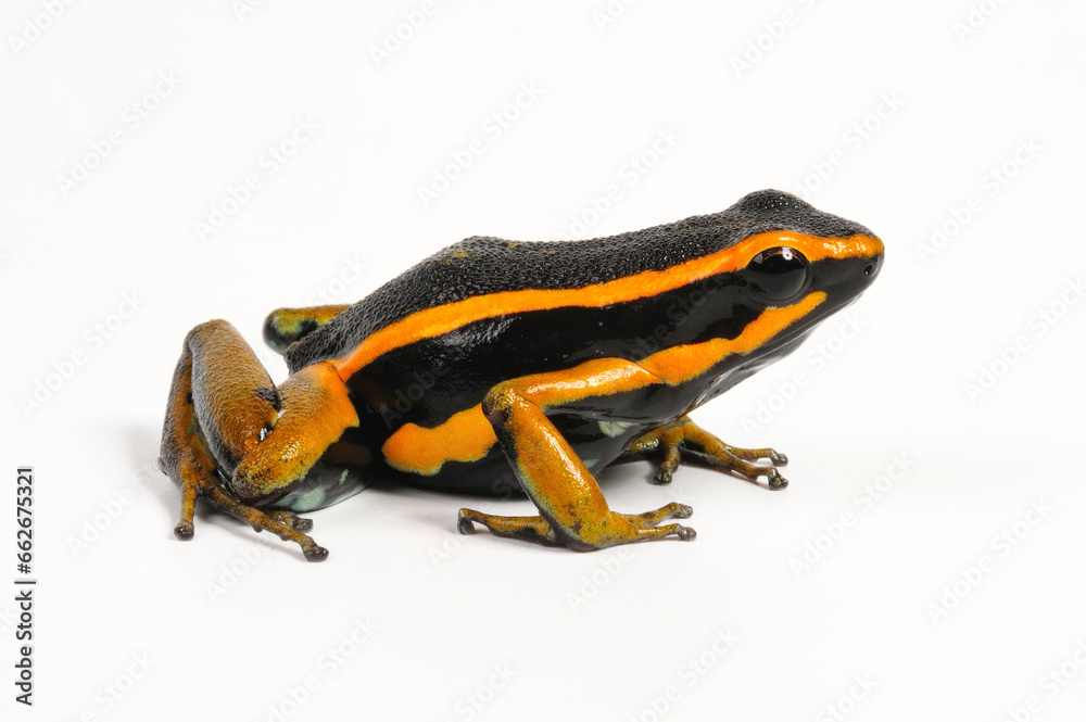 Fototapeta premium Dreistreifen-Baumsteiger // Three-striped poison frog (Ameerega trivittata / Epipedobates trivittatus)