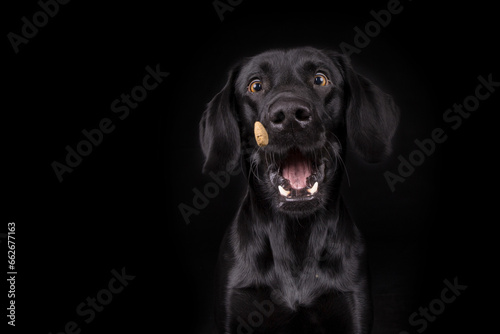 Hund fängt Futter © rhtierfoto
