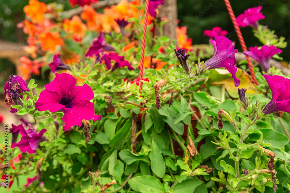 Beautiful flowers in pots, wrapped in tree branches Beautiful flowers in pots, wrapped in tree branches