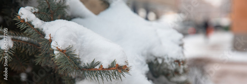 Snow on the fir tree © Daniel