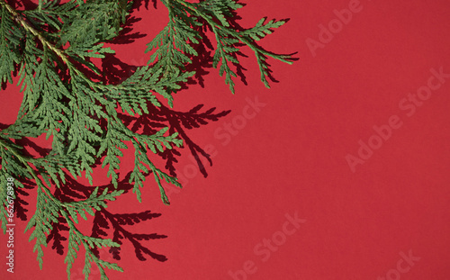 Christmas celebration concept frame with thuja on the red background. Copy space