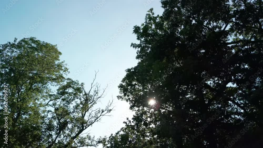 Wide View of the trees from the bottom up on the crowns of trees in a dense forest on a sunny day. Move camera footage Wide View of the trees from the bottom up on the crowns of trees in a dense forest on a sunny day. Move camera footage