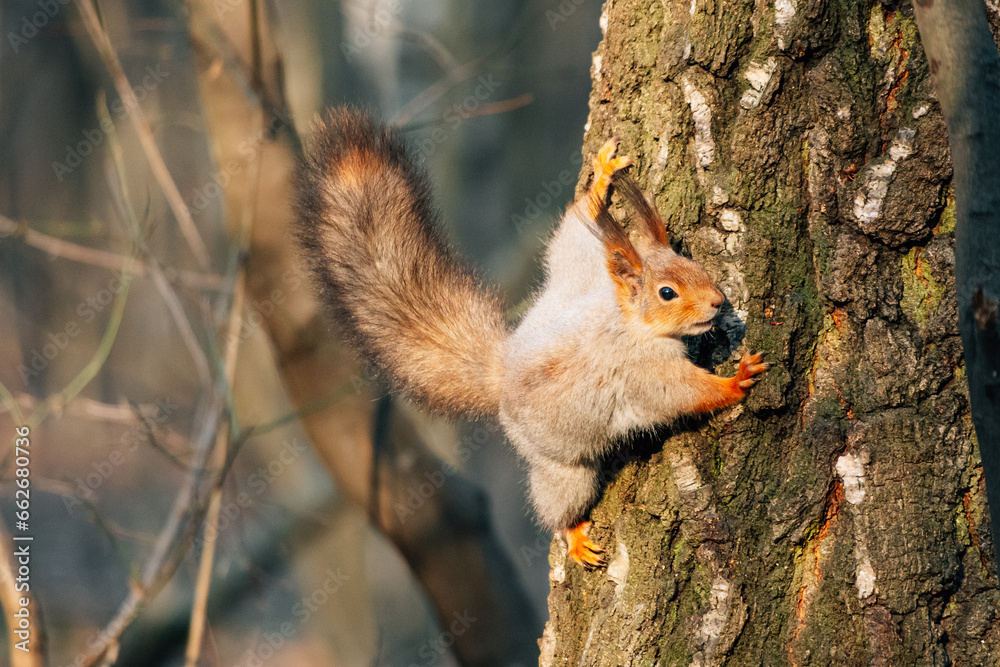 Fototapeta premium squirrel on a tree