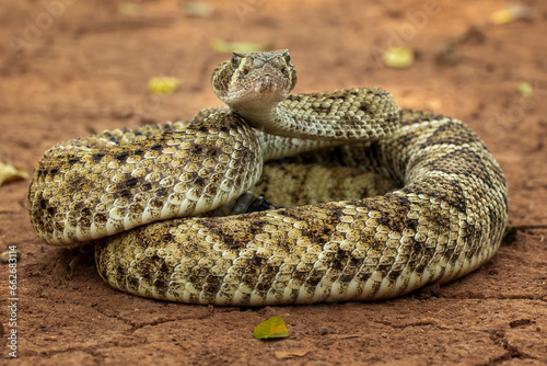 The Western diamondback rattlesnake (Crotalus atrox) is a venomous rattlesnake species found in the United States and Mexico. photo