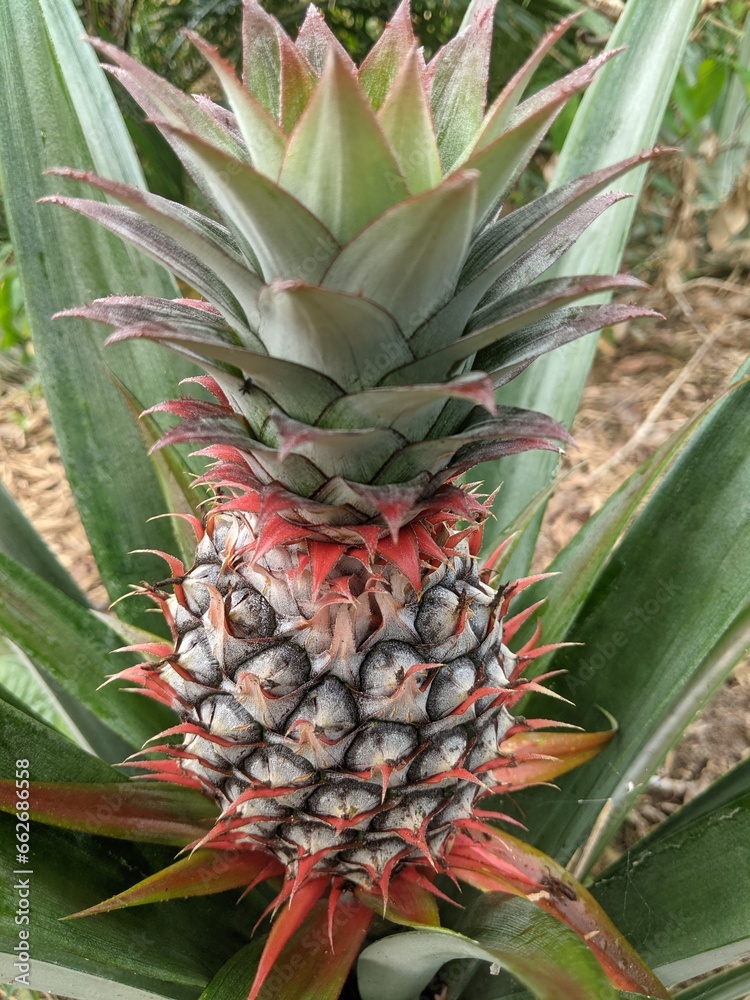 Fototapeta premium Young pineapple fruit that is still red