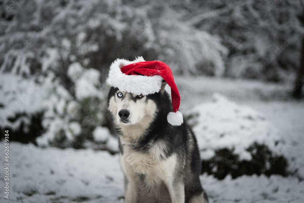 Winter holidays, New Year and Christmas.  Husky dog ​​in a gnome hat in winter in a snowy forest.
