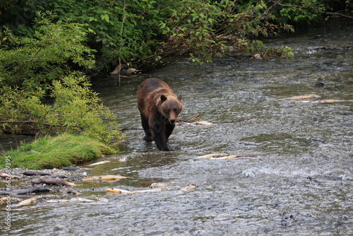 Grizzly at Hyder, Alaska looking for salmon