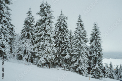 Snow covered trees at ski hill