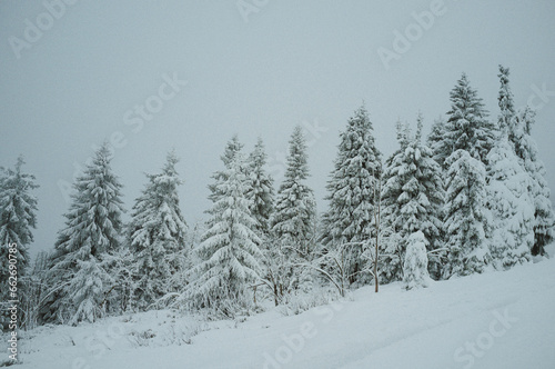 Snow covered trees at ski hill © Marco