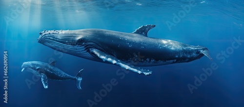 A humpback whale and its calf swimming in blue water With copyspace for text