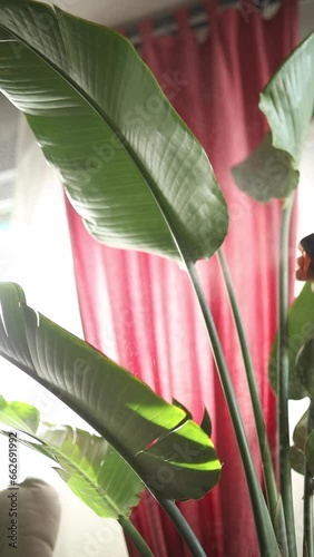 watering Strelitzia Alba
