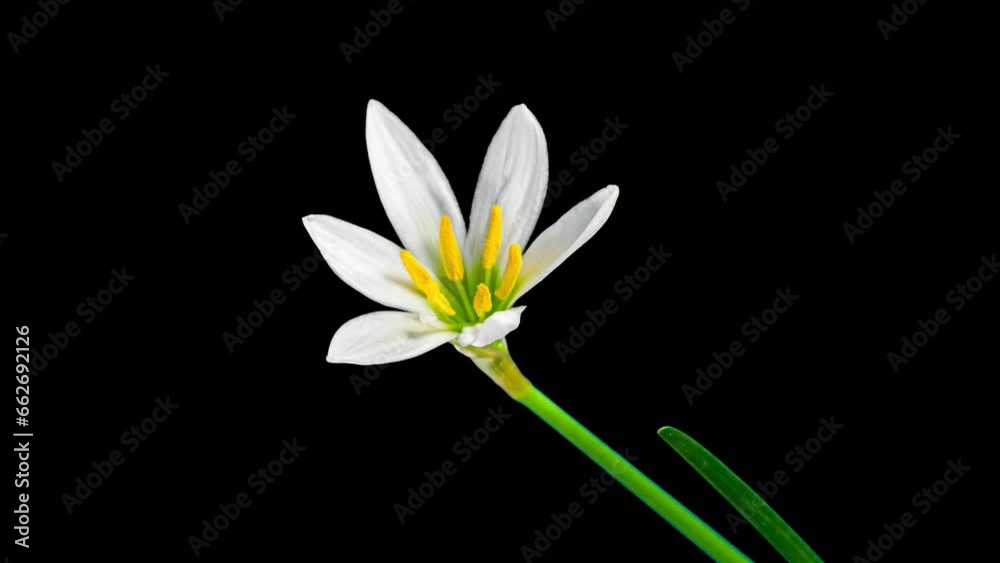 Zephyranthes White Flower in Time Lapse on a Black Background. Fairy Lily, Zephyr Lily or Rainflower Bloom in Timelapse Zephyranthes White Flower in Time Lapse on a Black Background. Fairy Lily, Zephyr Lily or Rainflower Bloom in Timelapse