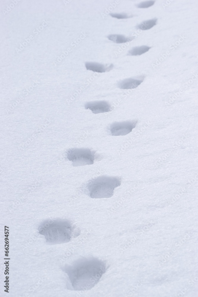 Pathway and human foot prints in the fresh snow Pathway and human foot prints in the fresh snow