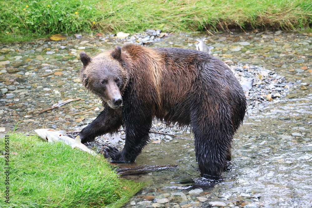 Wild Grizzly in Alaska looking for salmon Wild Grizzly in Alaska looking for salmon