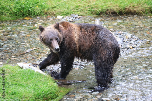 Wild Grizzly in Alaska looking for salmon