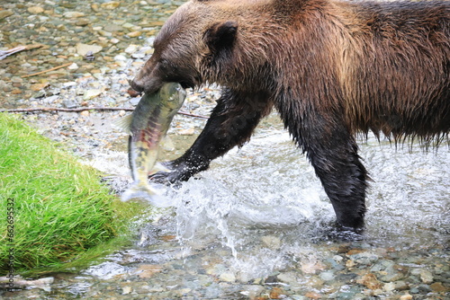 Grizzly successful hunting for salmon in Hyder, Alaska