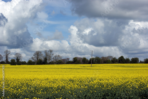 Rapeseed field on a sunny day , Ireland
