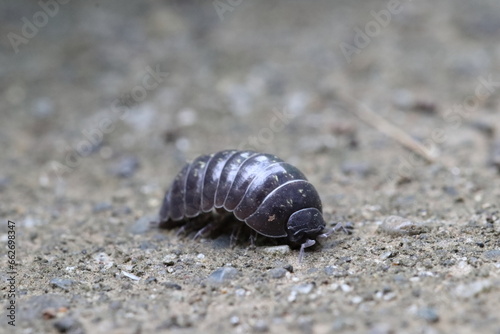 Close-up of Roly poly 