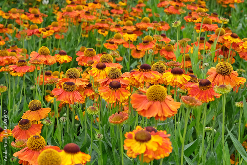 Orange Helenium 'Sahin's Early Flowerer' in flower. © Alexandra