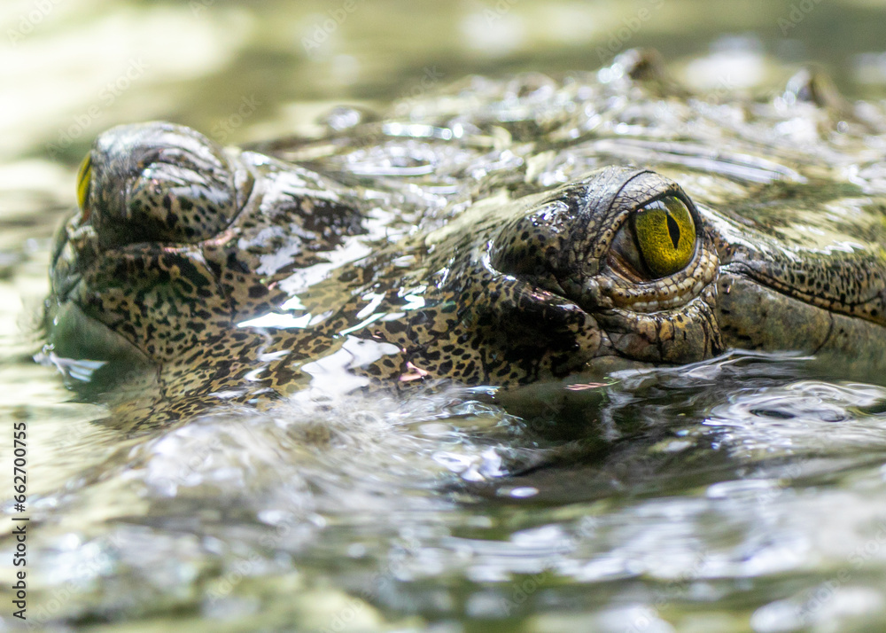 Obraz premium Gharial (Gavialis gangeticus) spotted outside