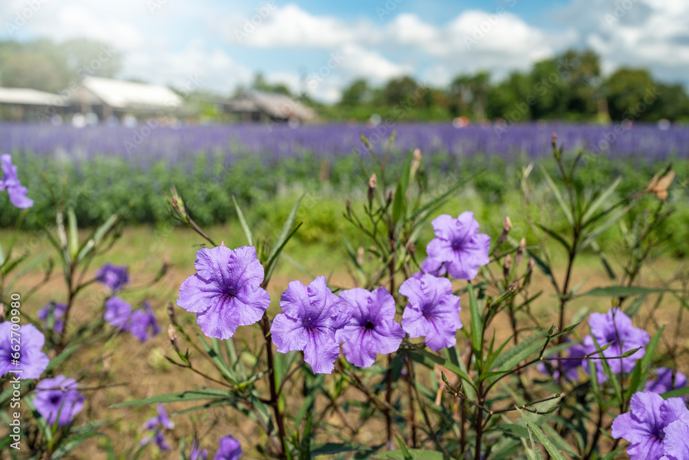 Fototapeta premium field of lavender flowers