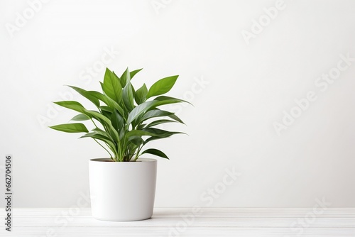 Plant in Pot on White Wooden Table with White Wall Background