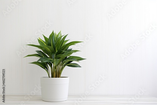 Plant in Pot on White Wooden Table with White Wall Background © pierre