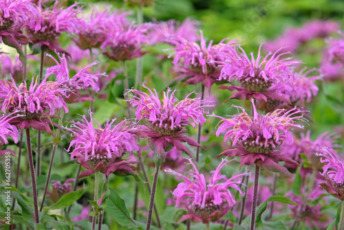 Purple Monarda bee balm 'Violet Queen' in flower.