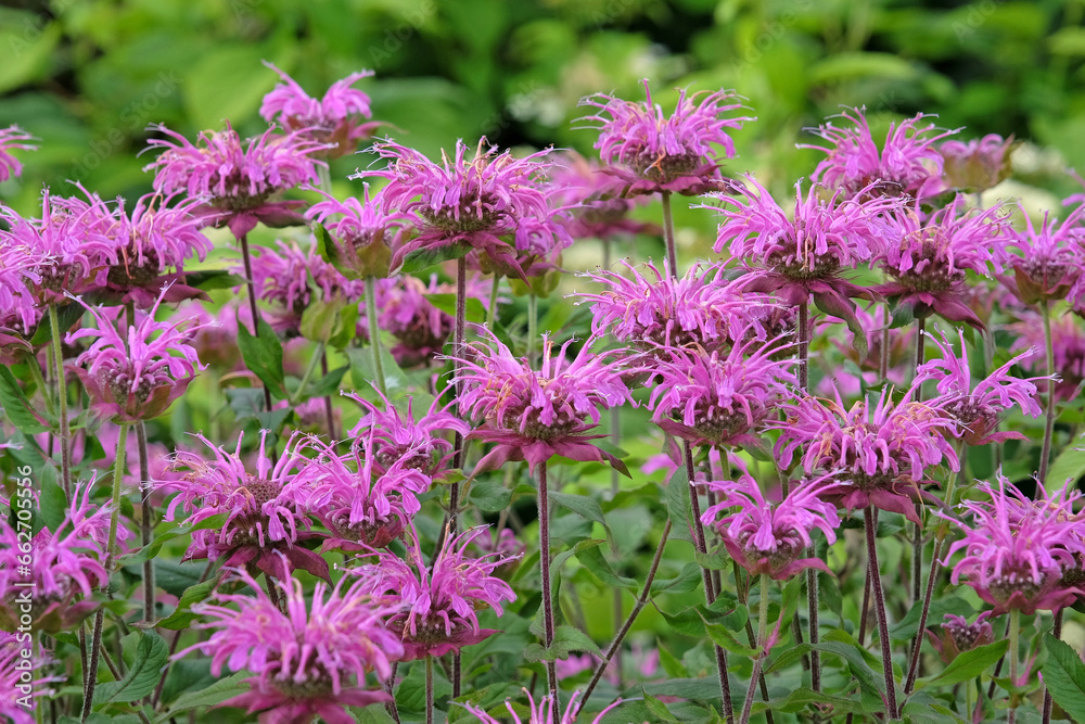Purple Monarda bee balm 'Violet Queen' in flower. Purple Monarda bee balm 'Violet Queen' in flower.